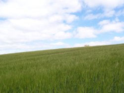 Landscape on Footpath, Kirkby Overblow, Harrogate