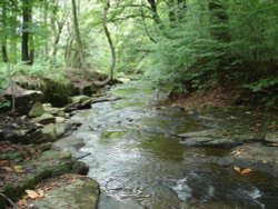 The River through the Woods, Tockholes, Lancashire.