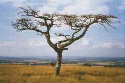 Coombe Hill Wallpaper