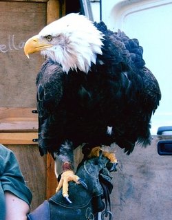 Bald Eagle during bird of prey show, Arundel Castle 30th of July 2006.