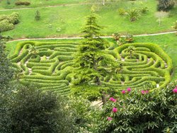 Glendurgan Garden Nr Helford Cornwall. - Cherry Laurel maze