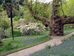 Glendurgan Garden, Nr Helford, Cornwall. - 