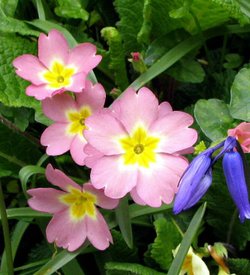 Glendurgan Garden, Nr Helford, Cornwall. - 