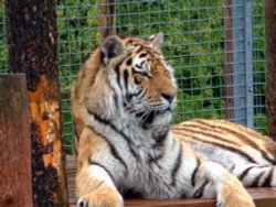 Picture of tiger at Dalton zoo, Dalton-in-Furness Wallpaper