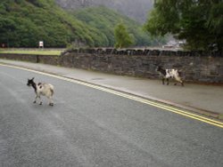Wild Goats, Llanberis, North Wales. Wallpaper