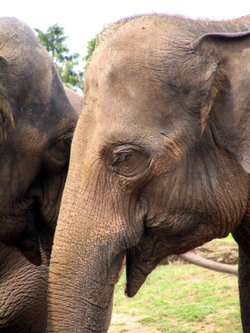 Twycross Zoo, Leicestershire. Elephant
