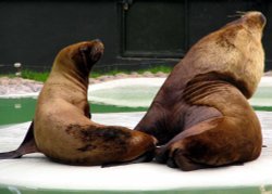 Twycross Zoo, Leicestershire. Sealions Wallpaper