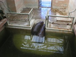Pygmy hippo's at Marwell Zoo. Colden Common, Hants. England. Wallpaper
