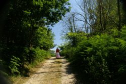 Rendlesham Forest. Suffolk, July 2006