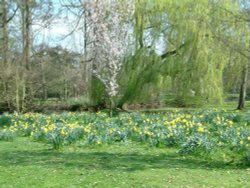 Bushey Park.
Near Hampton Court