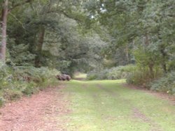 Attingham park, Shropshire