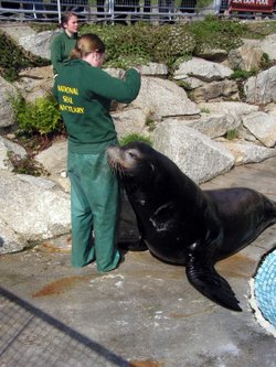 A picture of The National Seal Sanctuary