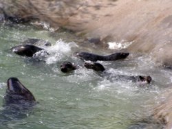 National Seal Sanctuary, Gweek, not far from Helston, Cornwall. April 2005. Feeding time. Wallpaper