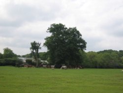 New Forest ponies Wallpaper