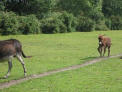 New Forest, Hampshire Wallpaper