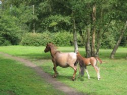 New Forest ponies Wallpaper