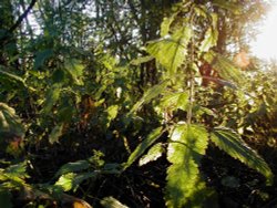 Kingsbury water park in the morning Wallpaper