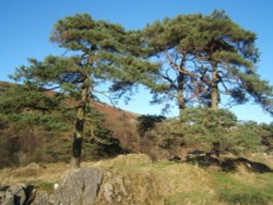 Pine trees near Torver, Cumbria. Wallpaper