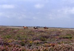 Images of Lizard, Cornwall Wallpaper