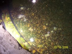 One of the Roman baths collects money like a wishing well in Bath Wallpaper