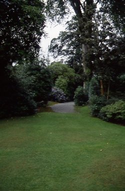A picture of Trewithen Gardens - Cornwall