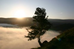Rowan tree Cat Grag at sunrise, Ullswater, Lake District Wallpaper