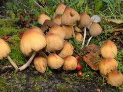 Hamsterley forest patch of fungii by footpath Wallpaper