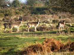 Fallow Deer, on Cannock Chase. Staffordshire Wallpaper