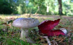 Exbury gardens, Exbury, Hampshire Wallpaper