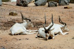 Kudu, Marwell Zoo, Hampshire Wallpaper