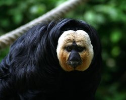 White faced Saki Monkey, Marwell Zoo, Hampshire Wallpaper