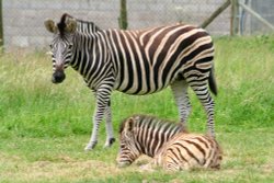 Zebra, Marwell Zoo, Hampshire Wallpaper