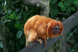 Golden Lion Tamarin, Marwell Zoo, Hampshire Wallpaper