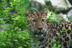 Leopard, Marwell Zoo, Hampshire