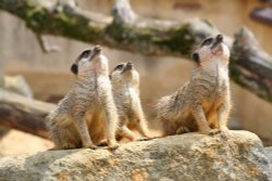 Meerkat, Marwell Zoo, Hampshire Wallpaper
