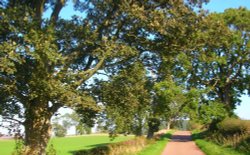 Country lane at Alnwick,
Northumberland. Wallpaper