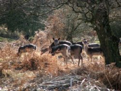 Group of does.  Chase road, Brocton, Cannock Chase Wallpaper