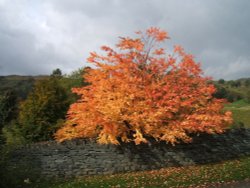 A maple tree in Limefitt Park, Troutbeck, Cumbria Wallpaper