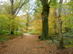 Autumn at Respryn, Lanhydrock, Bodmin Wallpaper