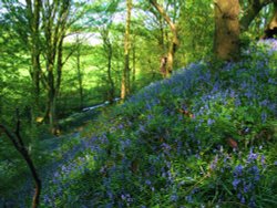 Bluebells in Apedale Woods near Newcastle, Staffordshire