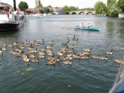 Canadian Geese on the river at Henley On Thames, Oxfordshire Wallpaper