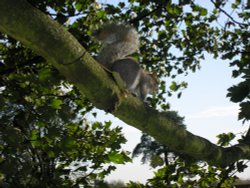 Grey Squirrel in castle grounds at Tonbridge, Kent Wallpaper