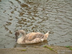 Ellesmere Port - Taken By David Thomas DEC 2001 Wallpaper