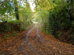 Lane End Broadhembury Wallpaper