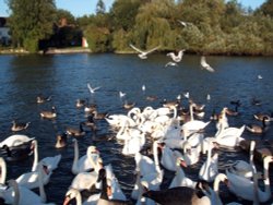 River Thames at Caversham, Berkshire