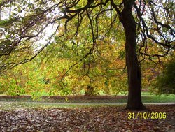 light through the leaves. Sheffield Park, East Sussex