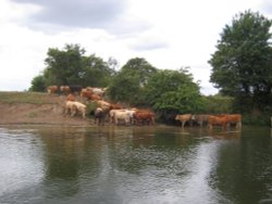 Stourport-on-Severn. Cows on the bank of the river Severn. August 2006. Wallpaper