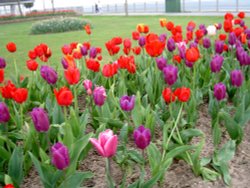 Tulips in spring time, Exmouth, Devon.
