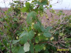 Wild Hops growing in hedgerow, coast road, East Runton