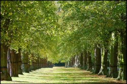 A picture of Clumber Country Park Wallpaper